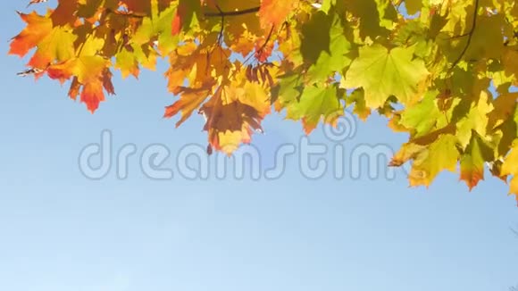 秋天色彩鲜艳的树枝蓝蓝的天空背景上有明亮的叶子视频的预览图