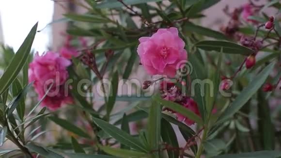 美丽的粉红色花朵视频的预览图
