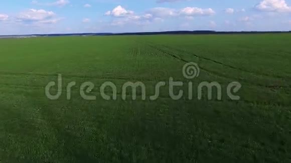 精彩的小麦田鸟瞰4K视频的预览图