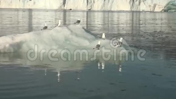 海鸥坐在北极的冰山上漂浮视频的预览图