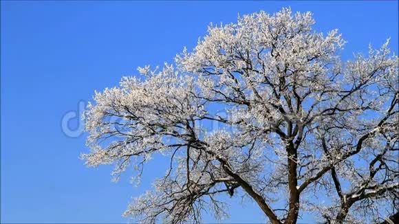冬季景观霜冻中的树木视频的预览图