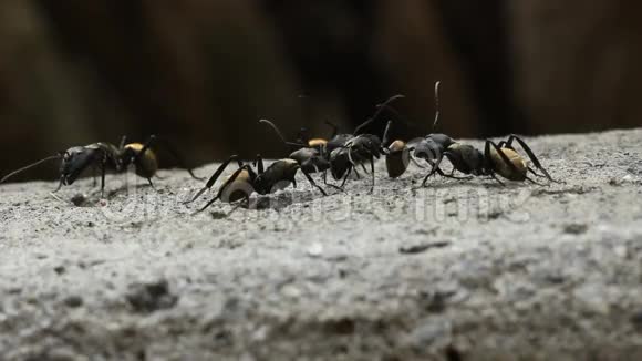 蚂蚁团圆和战斗特写视频的预览图