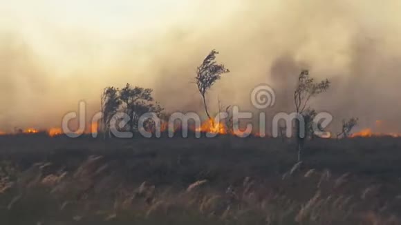 森林野火干草和树木的燃烧场重烟逆天夏季多风天气引起的野火视频的预览图