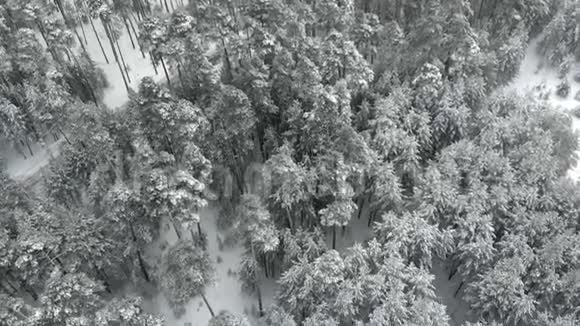 冬季松雪林无人机鸟瞰视频的预览图