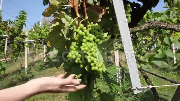 葡萄收获农民手中握着刚收获的绿色葡萄视频的预览图