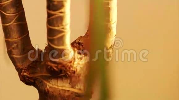 龙树的树干dracaenamarginata视频的预览图