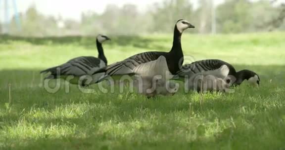 三只鹅在草地上吃4KFS700奥德赛7Q视频的预览图