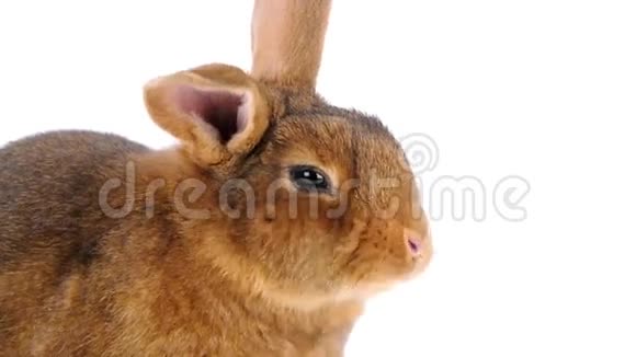 肖像棕色兔子咀嚼视频的预览图