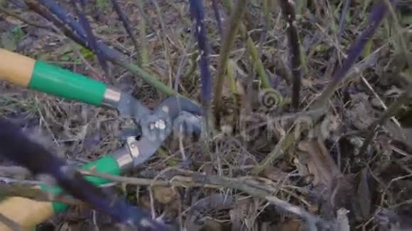 活跃的人园丁修剪和修剪灌木丛视频的预览图