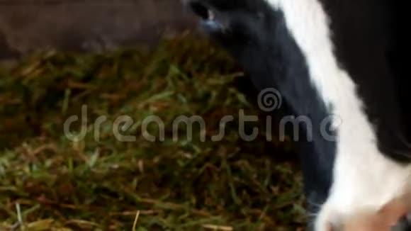 一头有白斑的黑牛站在谷仓里吃草青贮特写牛嘴牛食和农业牛视频的预览图
