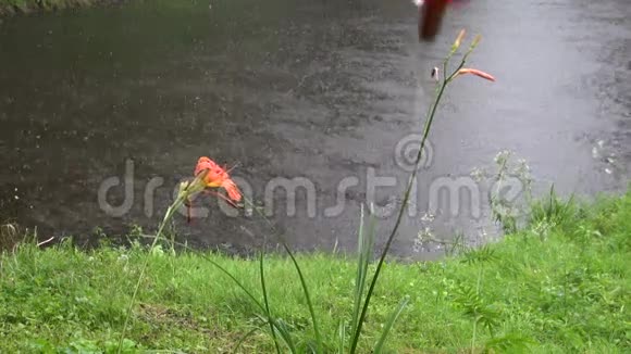 池塘和红伞上的夏雨视频的预览图