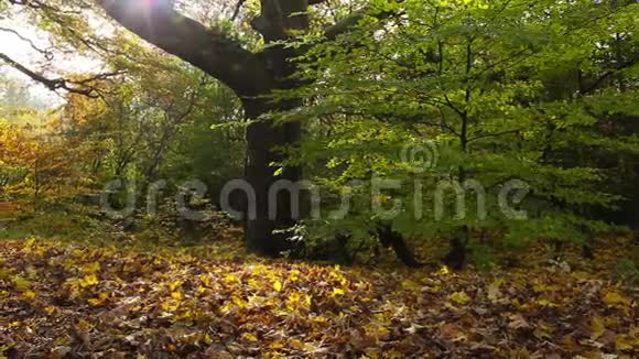 苏格兰柯布里奇公园美丽的秋天视频的预览图
