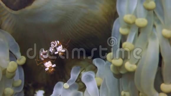 菲律宾干净清澈的海水中沙底的海葵视频的预览图