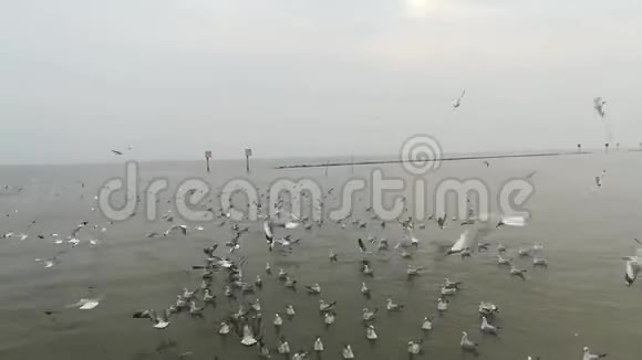 泰国旅游景点海鸥迁徙视频的预览图