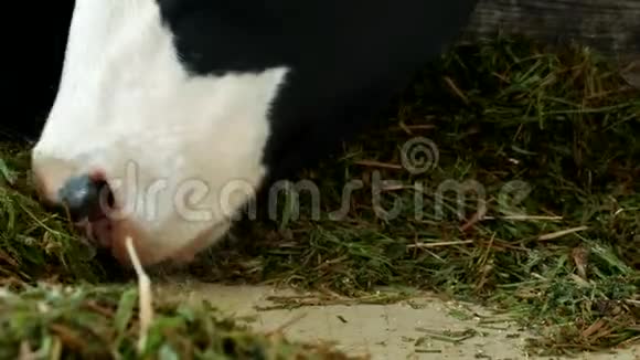 一头有白斑的黑牛站在谷仓里吃青贮饲料特写镜头牛的嘴牛的食物和农业白色视频的预览图
