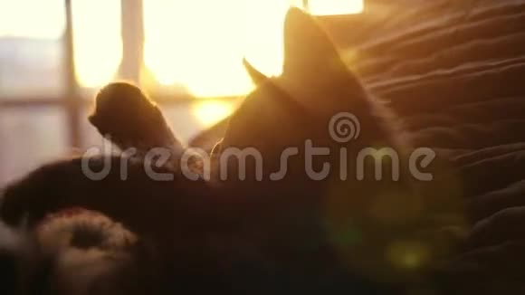 女人和小猫在日落背景上慢慢地在床上玩耍幸福1920x1080视频的预览图
