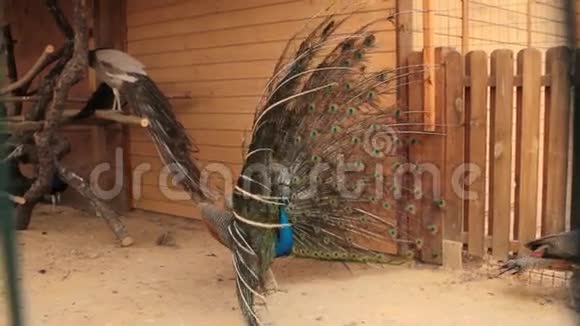 雄性印度蓝皮鸟展示视频的预览图