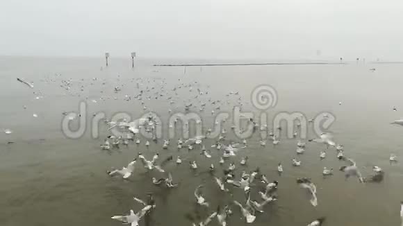 泰国旅游景点海鸥迁徙视频的预览图