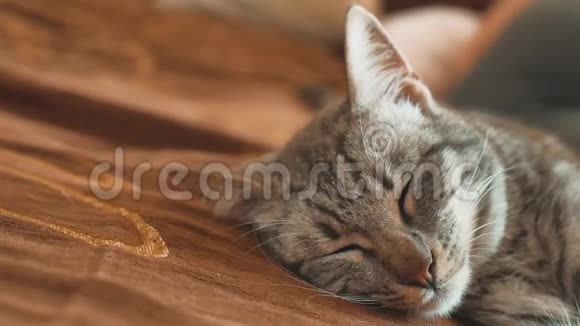 睡眠条纹猫猫完美的生活方式梦想猫睡在毯子里选择性专注猫睡觉视频的预览图