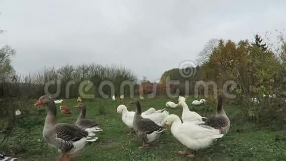 草地上的白鹅和鸡视频的预览图