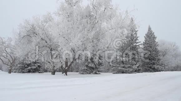 冬天的公园里有白雪覆盖的树木视频的预览图
