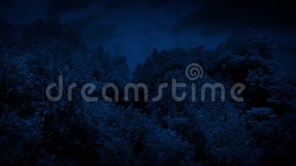 树在风之夜徘徊视频的预览图