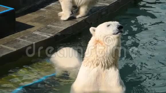 北极熊和幼崽在水里玩耍视频的预览图