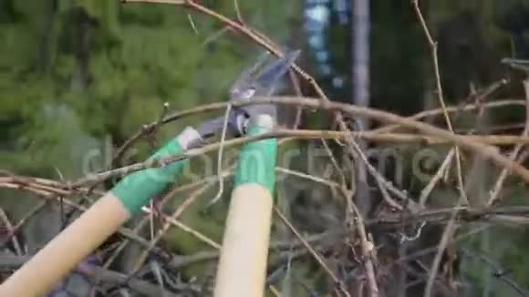 活跃的人园丁修剪和修剪灌木丛视频的预览图