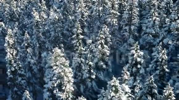 飞越白雪皑皑的常青树视频的预览图