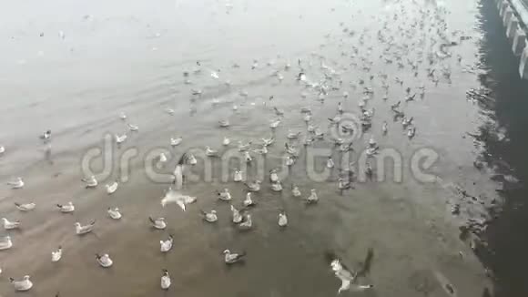 泰国旅游景点的海鸥迁徙视频的预览图