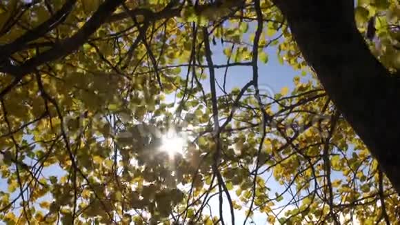 秋天的白杨树以阳光为背景视频的预览图
