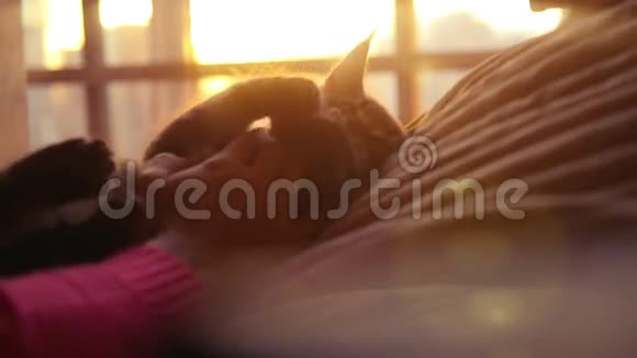 女人和小猫在日落背景上慢慢地在床上玩耍幸福1920x1080视频的预览图
