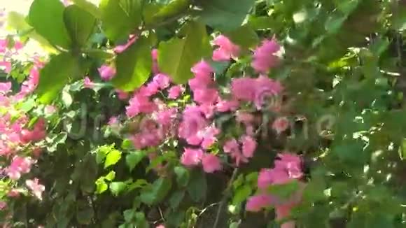 美丽的花灌木在风中摇曳视频的预览图