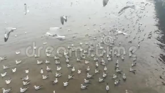 泰国旅游景点的海鸥迁徙视频的预览图
