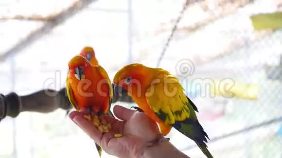 美丽的鹦鹉吃的食物从手近视频的预览图