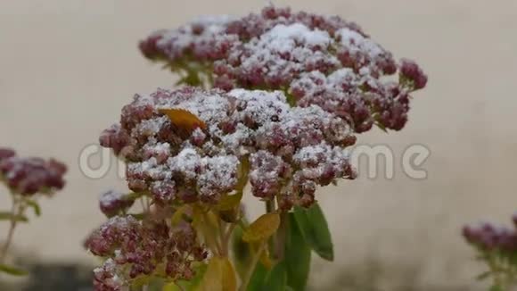 冻红花自然初雪视频的预览图