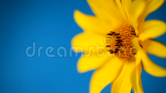 黄色的夏日盛开的雏菊与蓝色隔离视频的预览图