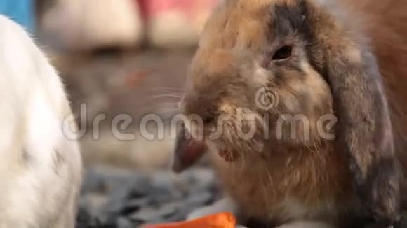 可爱的兔子在笼子里吃胡萝卜视频的预览图