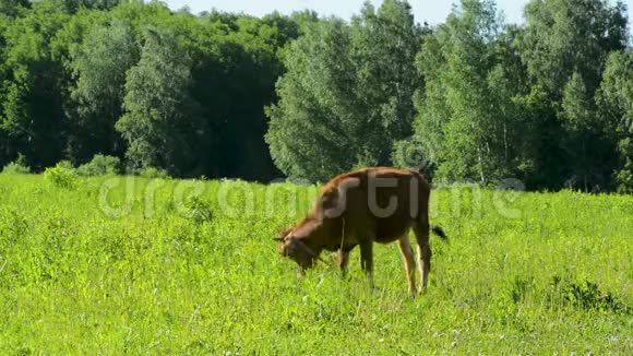 奶牛在草地上吃草在绿色的草地上行走视频的预览图
