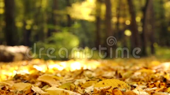 秋天公园里的人脚走在秋叶上漫步在秋天的公园森林里视频的预览图