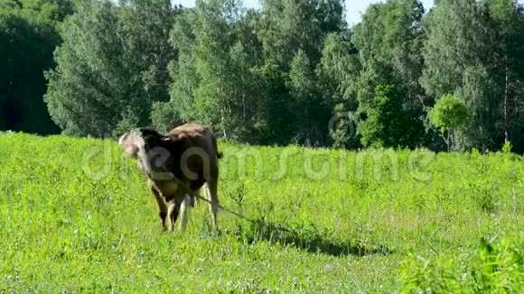 奶牛在草地上吃草在绿色的草地上行走视频的预览图