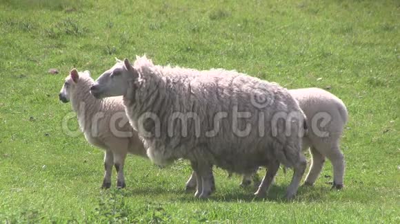 母羊和两只羔羊在田野里放牧视频的预览图