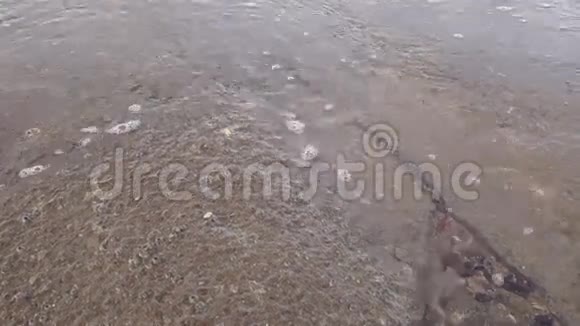 波在化石贝壳海滩公墓视频的预览图