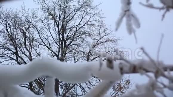 雪中的树枝视频的预览图