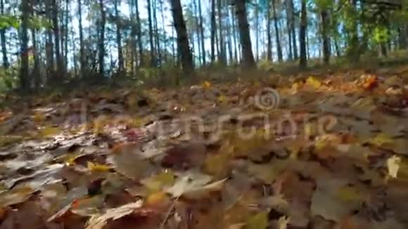 秋天公园的五彩叶视频的预览图