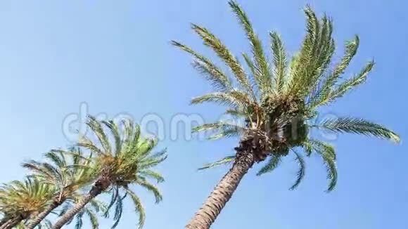 棕榈和风到阿雅乔科西卡视频的预览图
