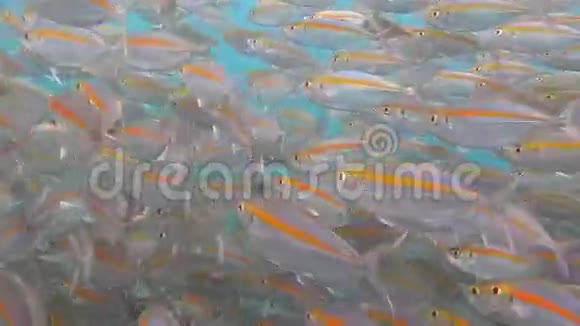 红海的沙丁鱼学校视频的预览图
