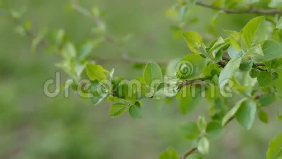 苹果景观树枝条叶近自然绿背景视频的预览图