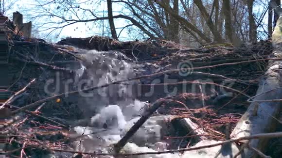 溪流森林河流干树瀑布视频视频的预览图