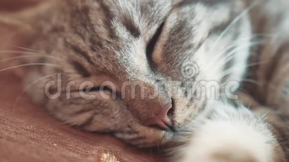 睡眠条纹猫猫完美的梦想猫睡在毯子里生活方式的选择性焦点猫睡觉视频的预览图